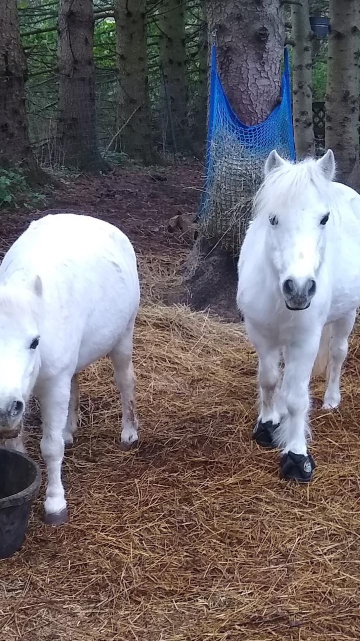 Two white horses standing on straw