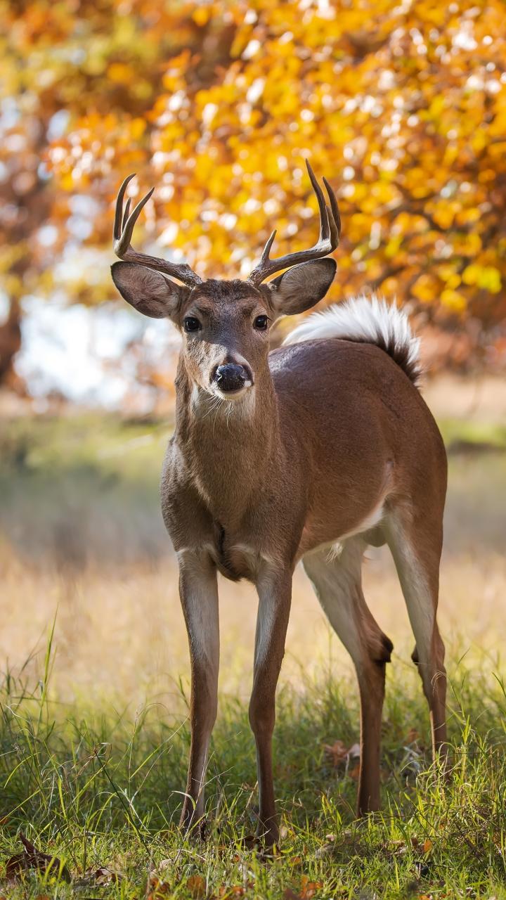 Young male deer in field