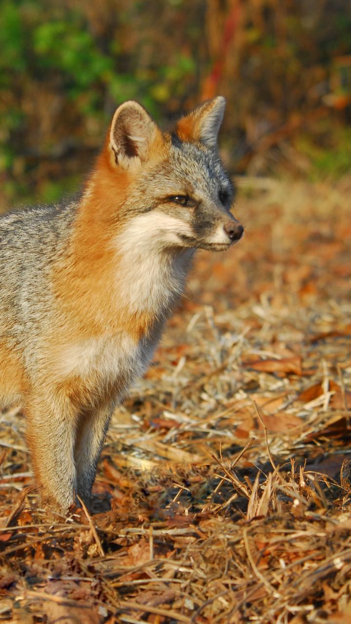 Gray Fox