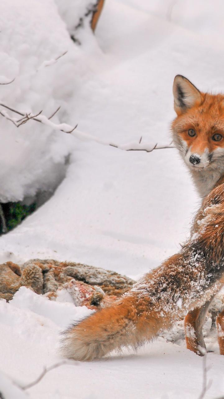 Red fox at a deer carcass in the snow