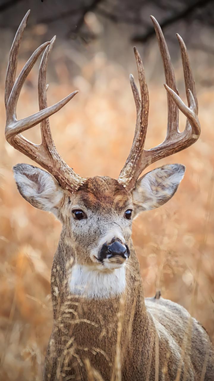White-tailed deer in field