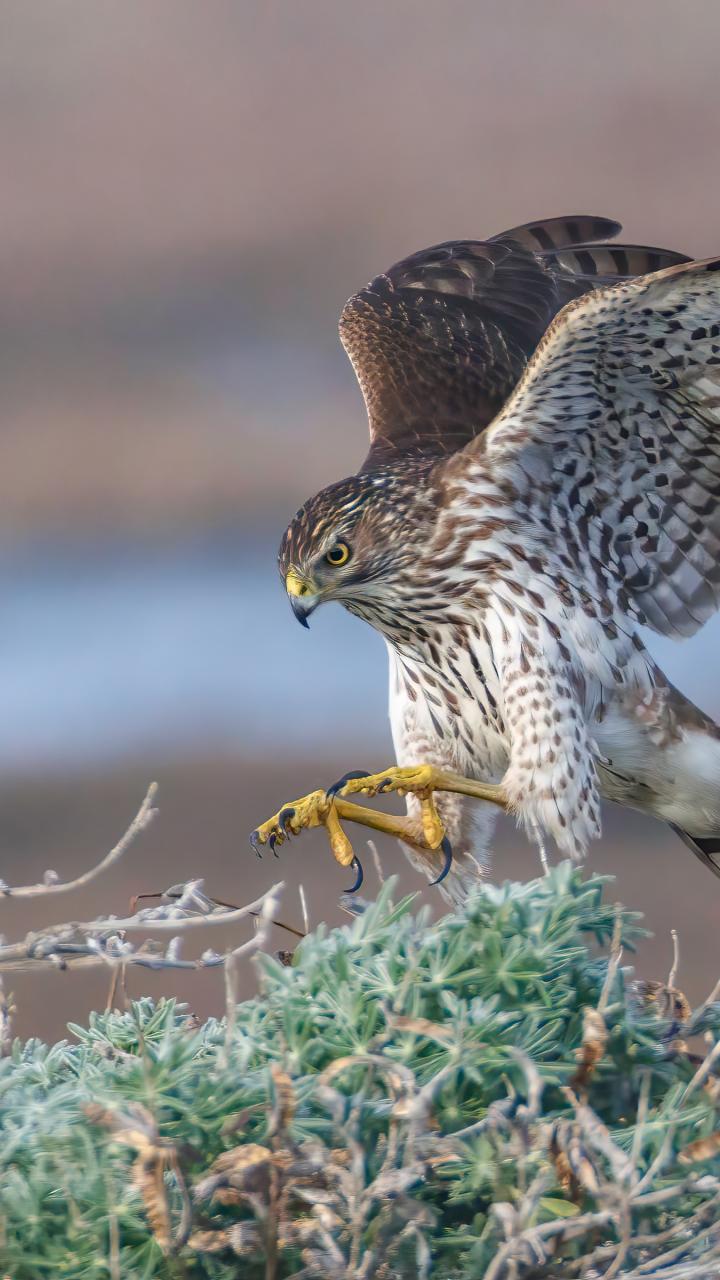 Cooper's hawk landing on shrub bush