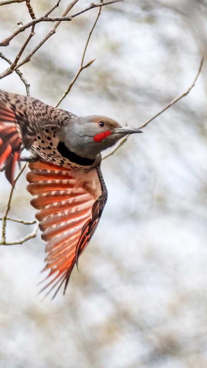 Northern flicker taking flight from a tree