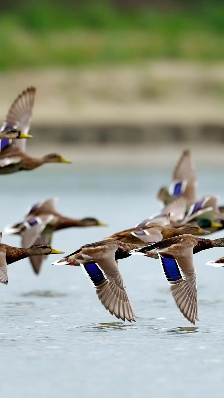 Flock of mallard ducks flying over water