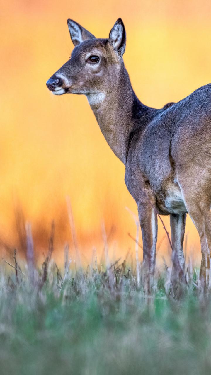 White-tailed deer in grassy field with orange background