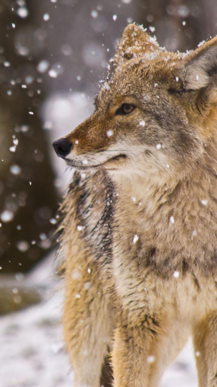 coyote in snow