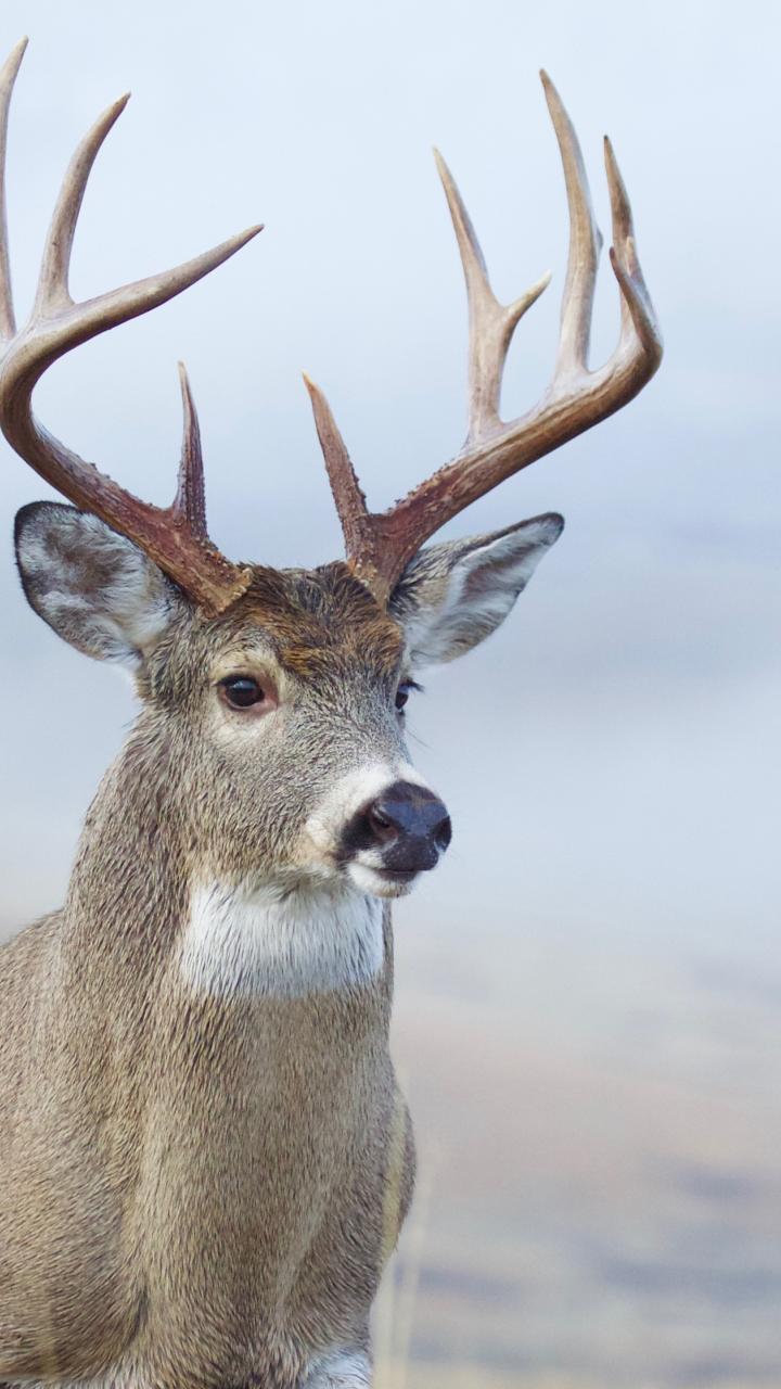 White-tailed buck close up against a blue blurred background