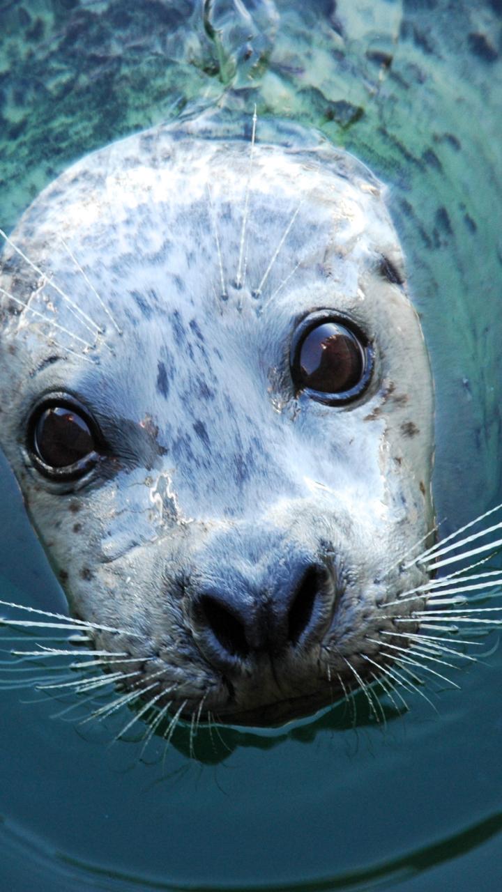 Seal with face poking out of the water