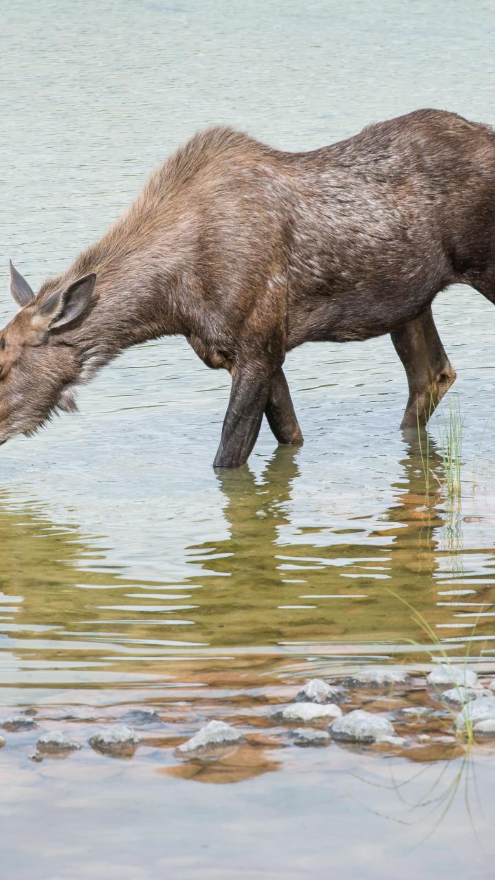 Moose cow with two calves in water