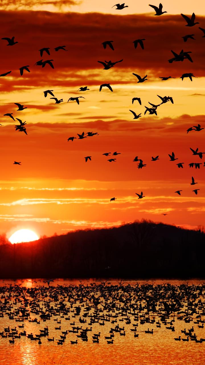 Thousands of migrating Snow Geese fly from a lake at sunset in Lancaster County, Pennsylvania, USA.