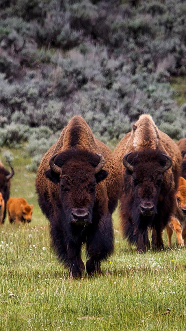 herd of bison roaming grassland