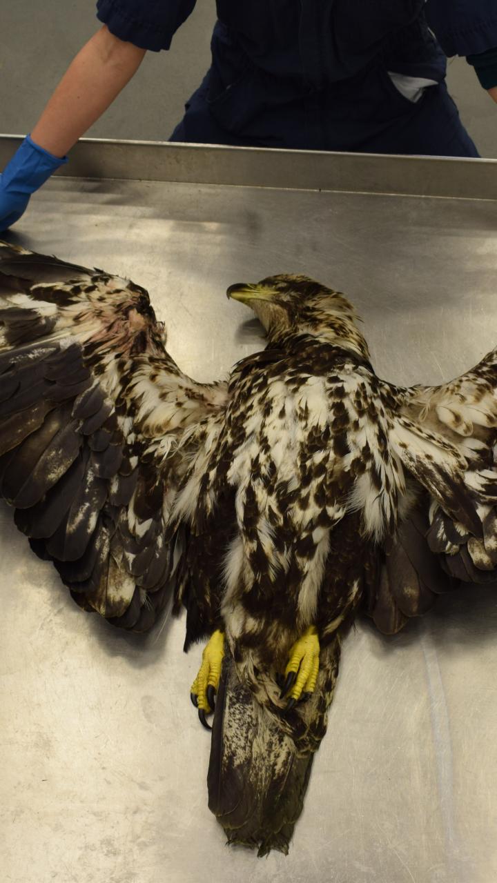 Juvenile bald eagle submitted for necropsy