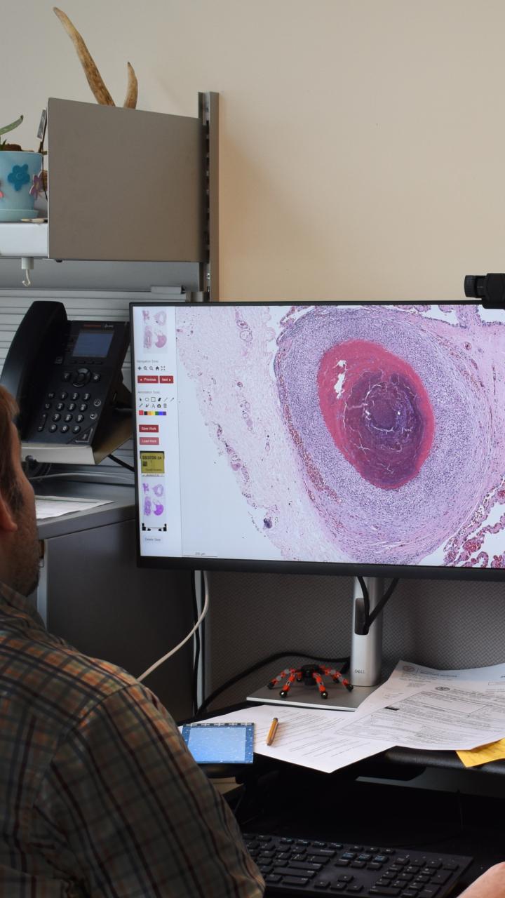 Dr. Hitchener in his office reviewing slides for the day.
