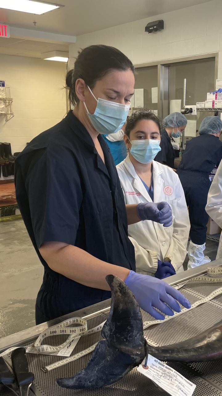 Dr. Bloodgood preparing a short-beaked common dolphin for necropsy for the Special Species Symposium at Cornell.  Dolphin carcass recovered by the Marine Mammal Stranding Center under a stranding agreement with NOAA NMFS.
