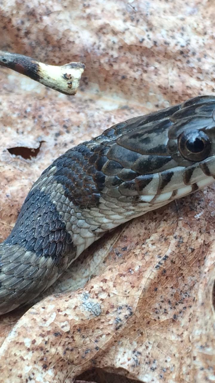 Juvenile water snake 