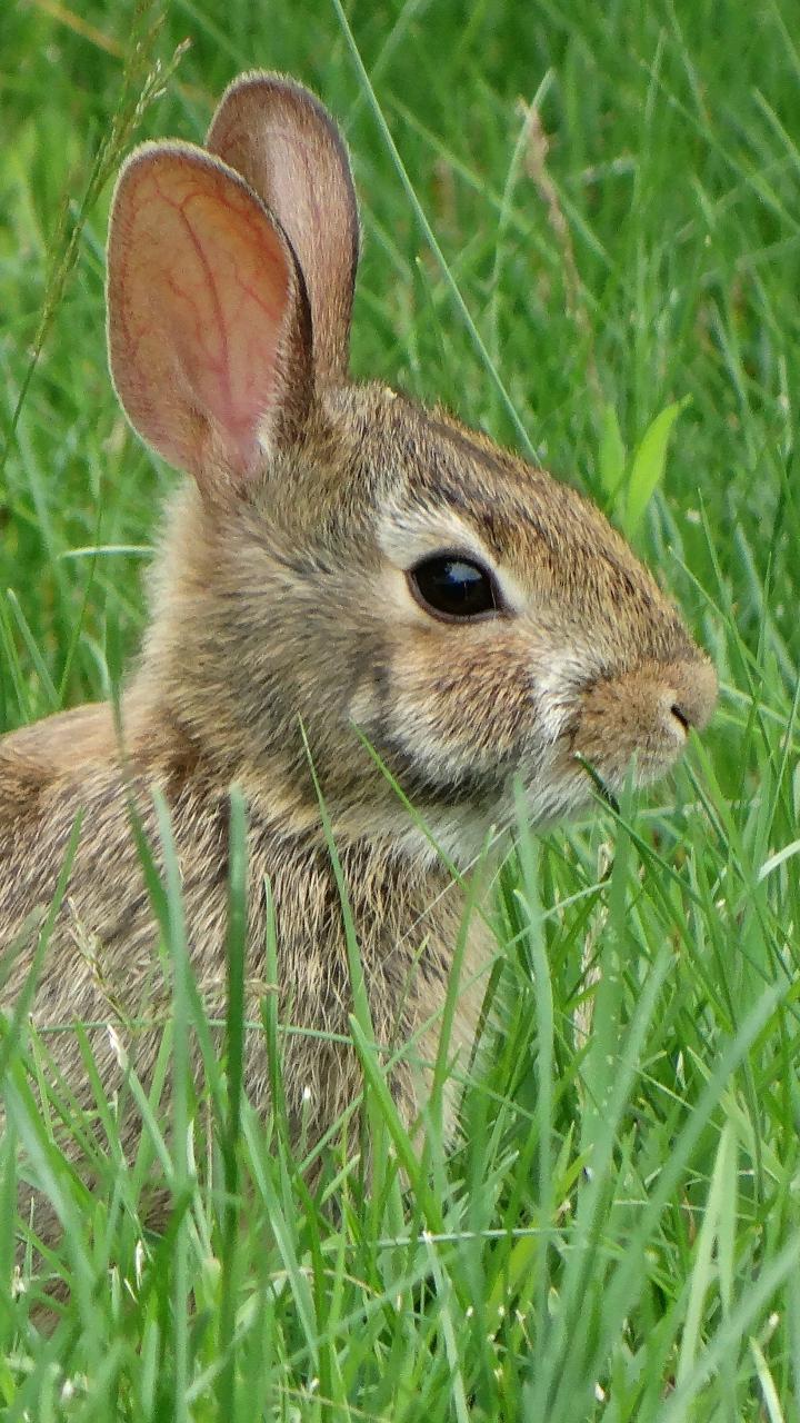 rabbit hiding in grass