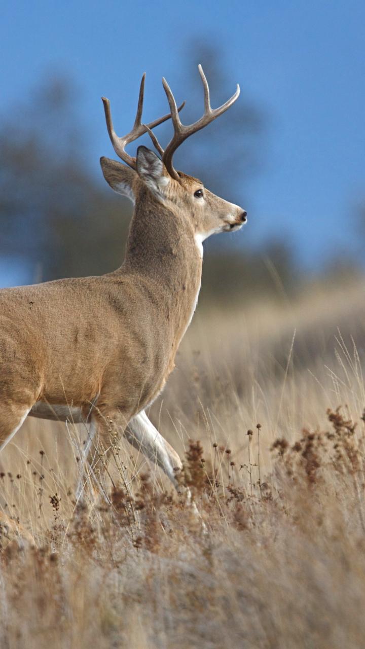 White-tailed deer buck walking in field