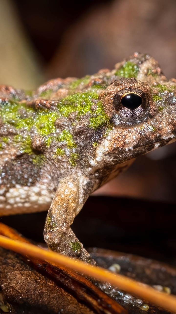 Northern Cricket Frog on leaves