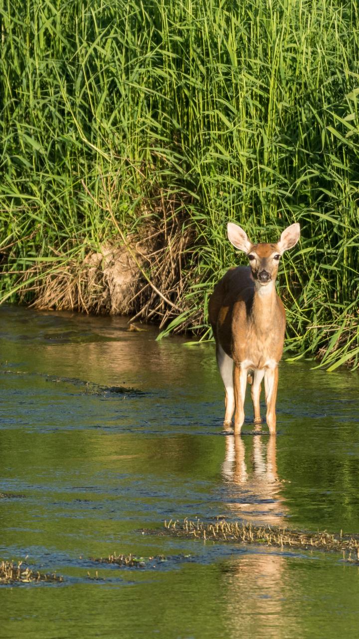 White-tailed deer in water
