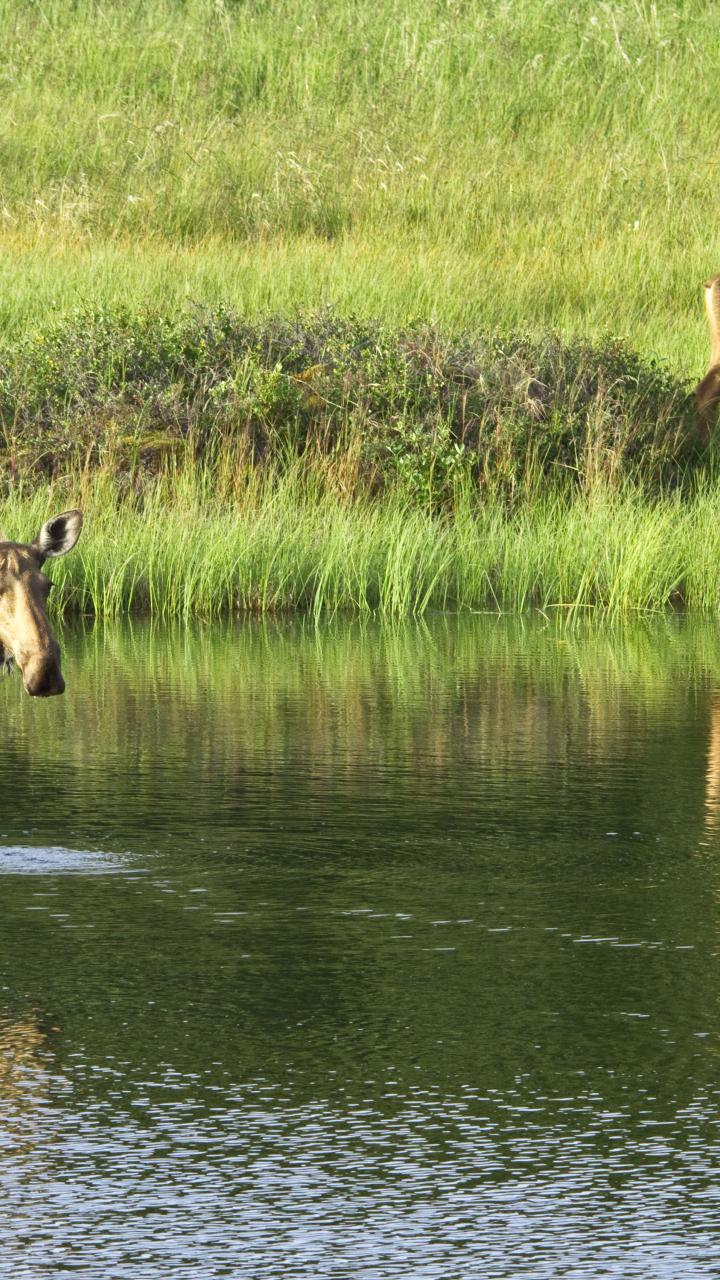 Moose cow in water with two calves