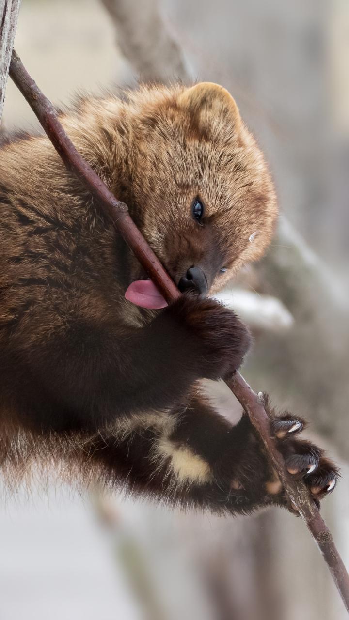 Fisher licking sap from small tree branch