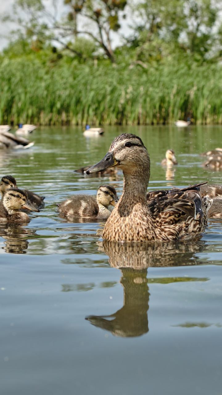 flock of mallards ducks swimming in pond