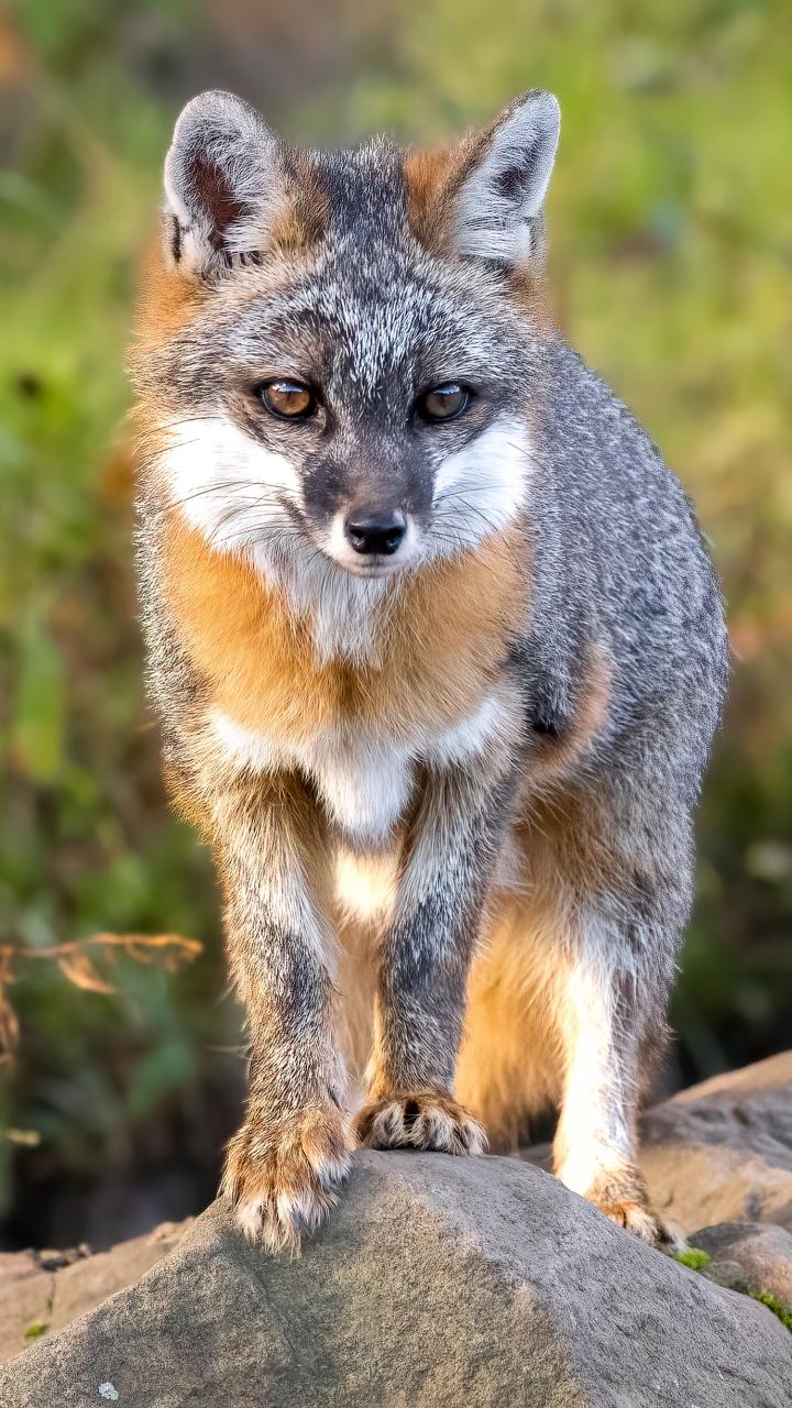 Gray fox on rocks