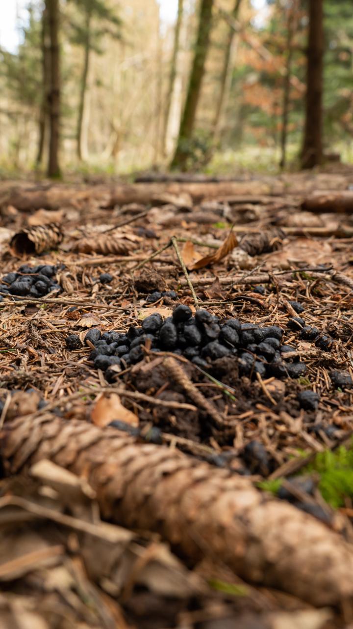 deer droppings on the forest floor