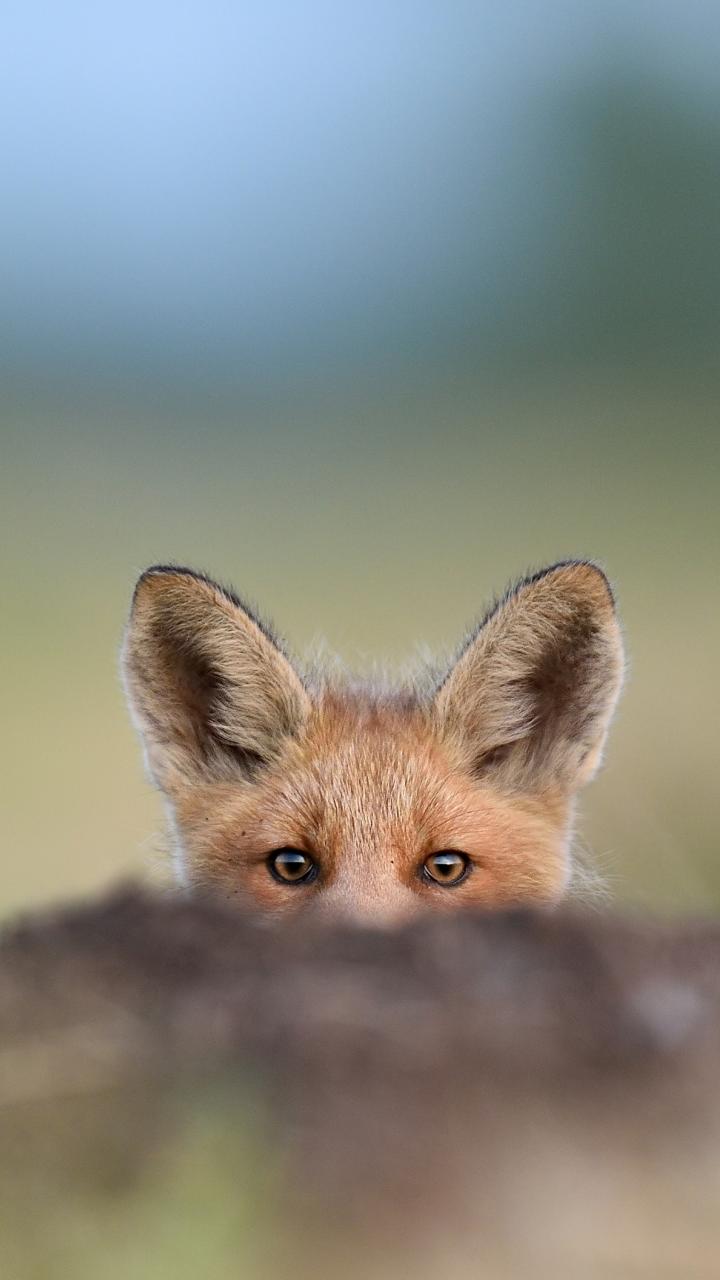 red fox peeking over mound of dirt