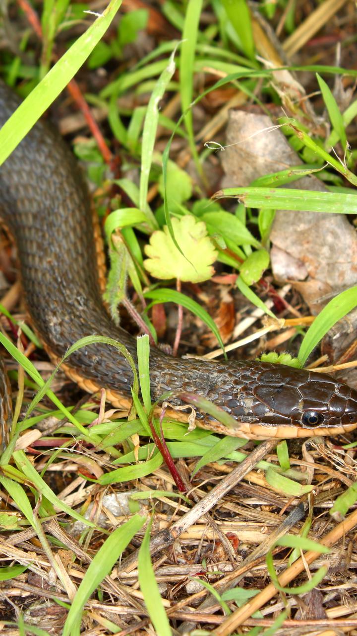 Queen snake in grass