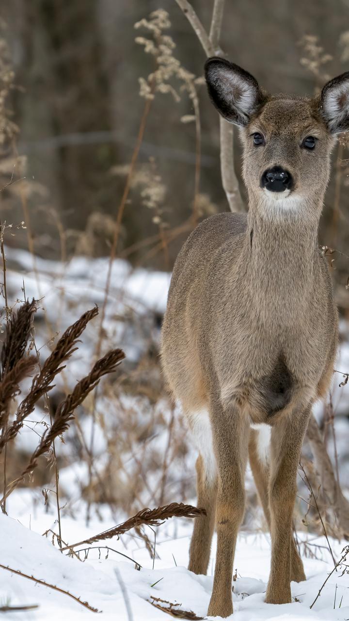 winter doe