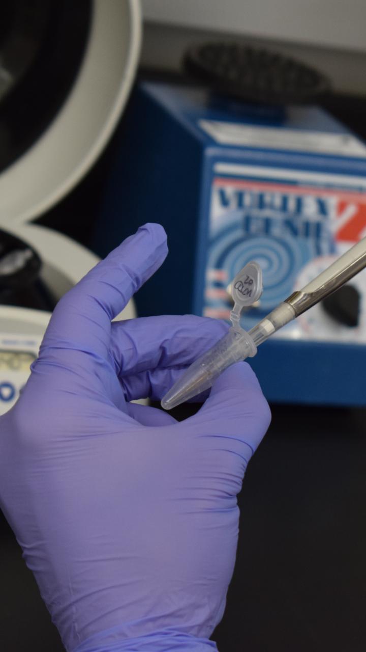 pipetting samples from tube 