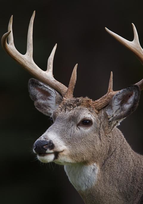 close up of white-tailed buck