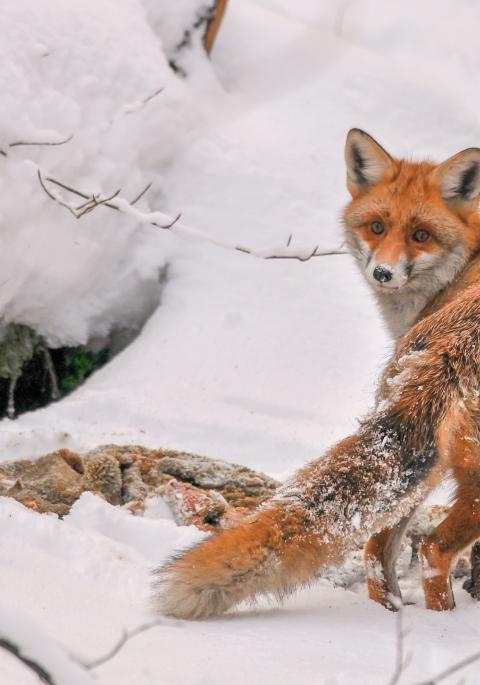 Red fox at a deer carcass in the snow