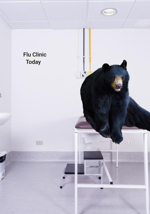 Black bear on Dr table