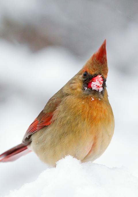 Female cardinal digging for food in the snow.