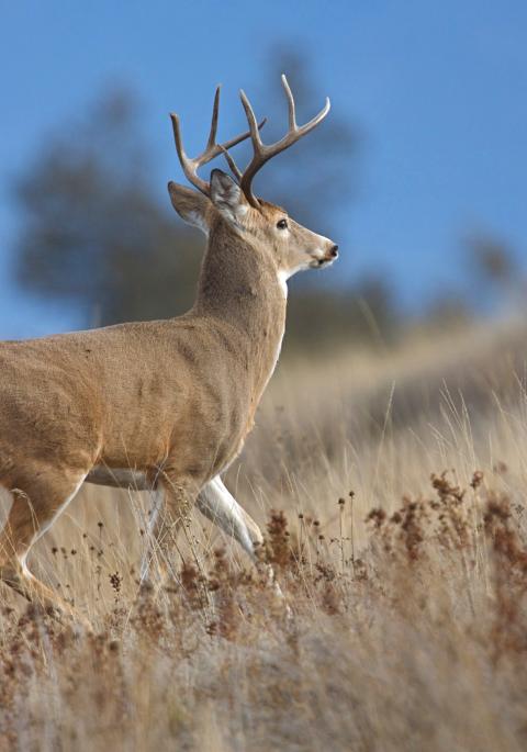 White-tailed deer buck walking in field