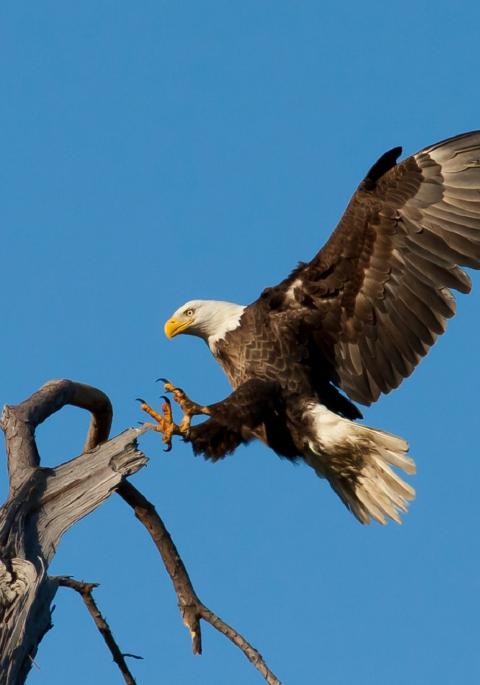 Bald eagle (Haliaeetus leucocephalus) about to land on a tree limb