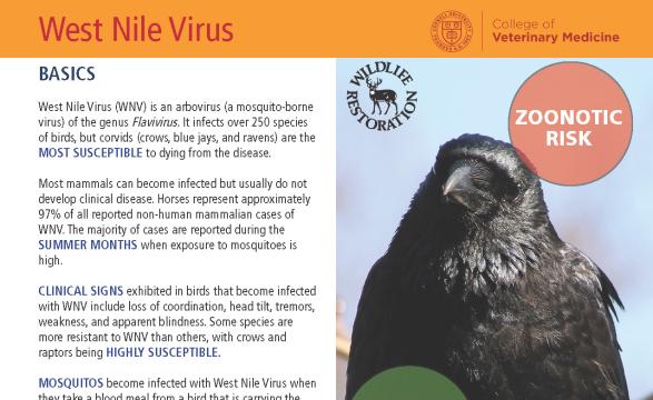Thumbnail of fact sheet; click on image to download PDF