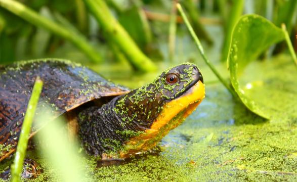 Close up Blanding's turtle in marsh