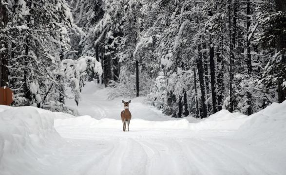 white-tailed deer in winter