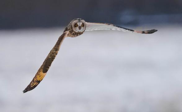 Short-eared owl in flight