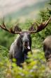 Close up of bull moose with tongue out