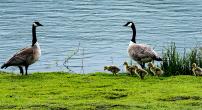 Brood of Canada geese