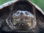 common snapping turtle close up