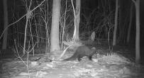 A fisher scavenging deer carcass