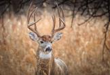 White-tailed deer in field