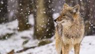 coyote in snow