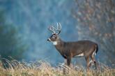 Large white-tailed buck in field