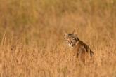 bobcat in field of fall brown grass